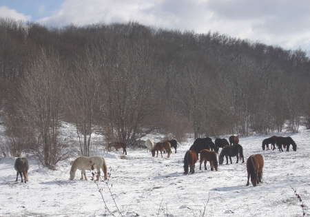 Velika Kapela kod Krivog Puta